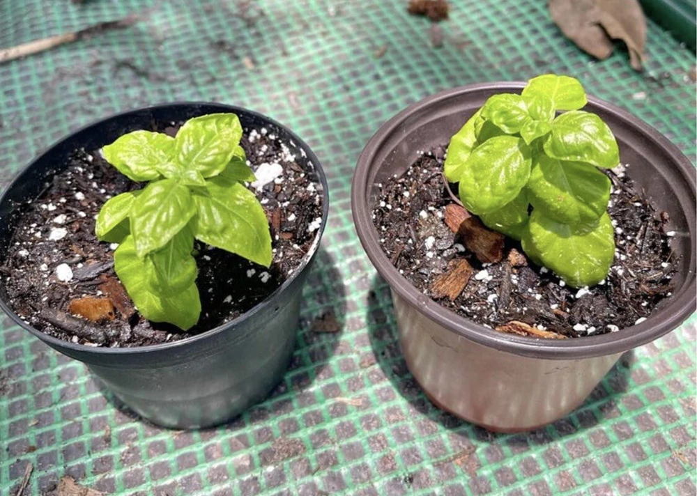 Organic Basil Live Plant - Culinary Herb in Pot - Edible - Image 1