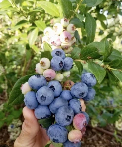 Organic Blueberry Live Plant - Fruit Bush, Edible Fruit Plant - Image 2