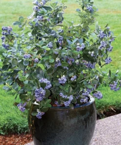 Organic Blueberry Live Plant - Fruit Bush, Edible Fruit Plant - Image 3
