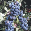 Organic Blueberry Live Plant - Fruit Bush, Edible Fruit Plant - Image 1