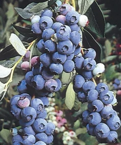 Organic Blueberry Live Plant - Fruit Bush, Edible Fruit Plant - Image 1