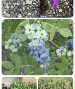 Organic Blueberry Tree Live Plant – Small/Medium Size – Potted - Image 2