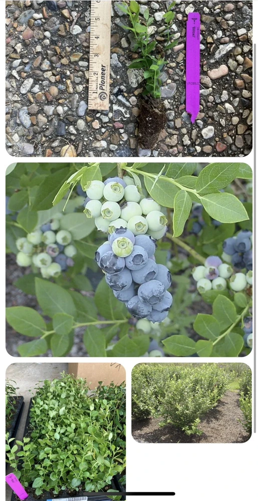 Organic Blueberry Tree Live Plant – Small/Medium Size – Potted - Image 2