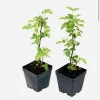 Organic Blueberry Tree Live Plant – Small/Medium Size – Potted - Image 1