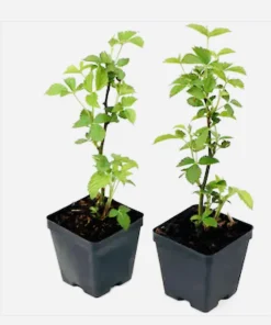 Organic Blueberry Tree Live Plant – Small/Medium Size – Potted - Image 1