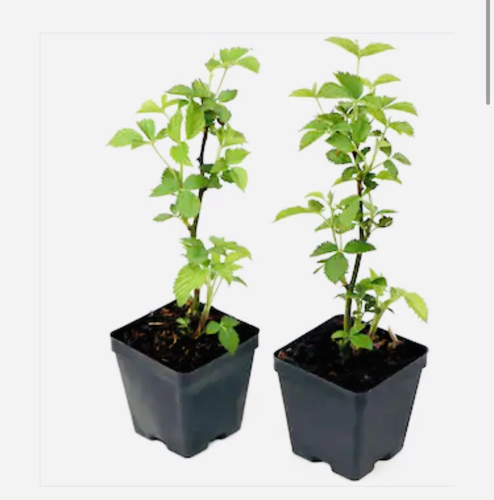 Organic Blueberry Tree Live Plant – Small/Medium Size – Potted - Image 1