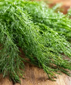 Organic Bouquet Dill Seeds – Anethum graveolens – 100 Seed Pack – Aromatic Culinary Herb - Image 2