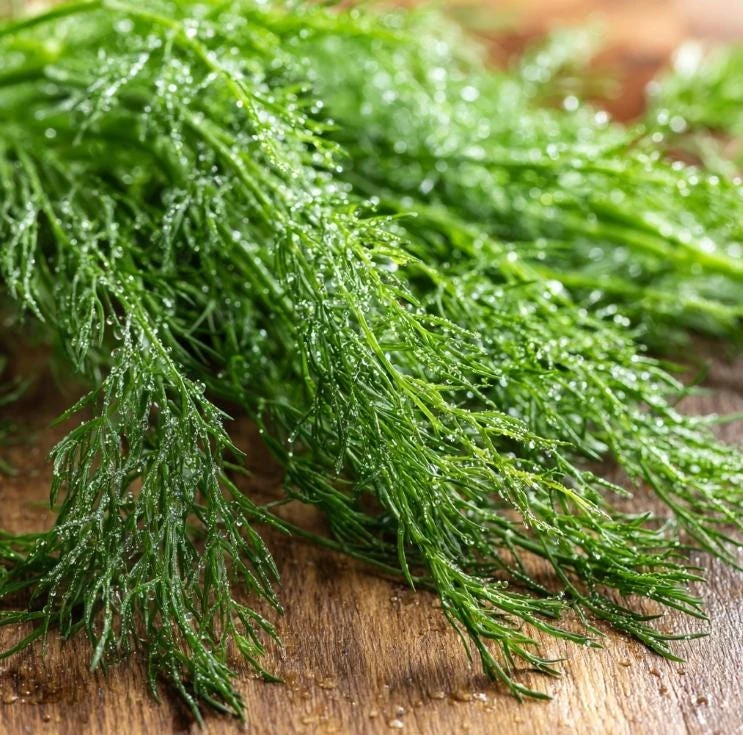 Organic Bouquet Dill Seeds – Anethum graveolens – 100 Seed Pack – Aromatic Culinary Herb - Image 2