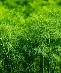 Organic Bouquet Dill Seeds – Anethum graveolens – 100 Seed Pack – Aromatic Culinary Herb - Image 3
