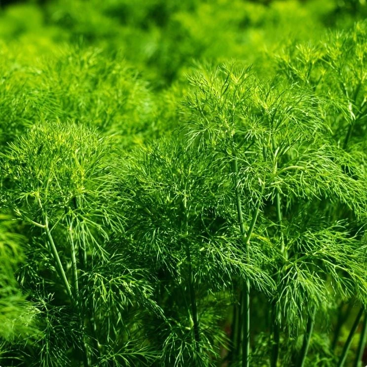 Organic Bouquet Dill Seeds – Anethum graveolens – 100 Seed Pack – Aromatic Culinary Herb - Image 3