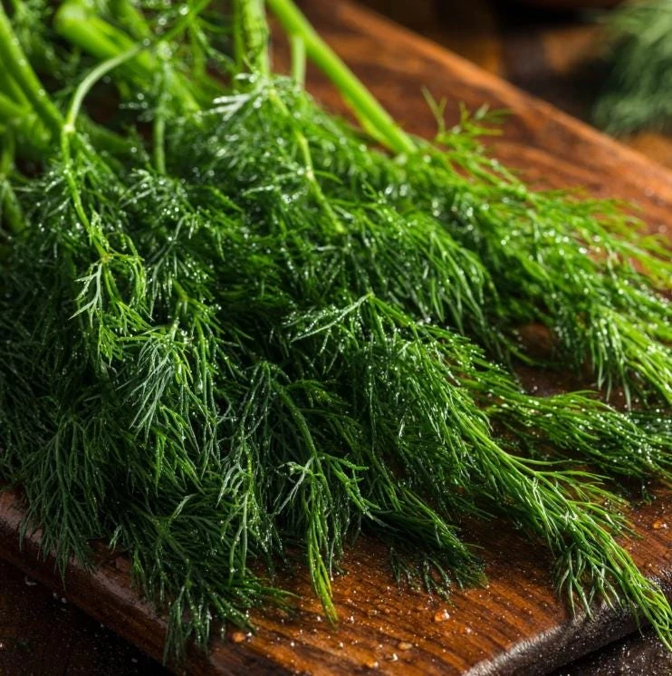 Organic Bouquet Dill Seeds – Anethum graveolens – 100 Seed Pack – Aromatic Culinary Herb - Image 4