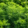 Organic Bouquet Dill Seeds – Anethum graveolens – 100 Seed Pack – Aromatic Culinary Herb - Image 1