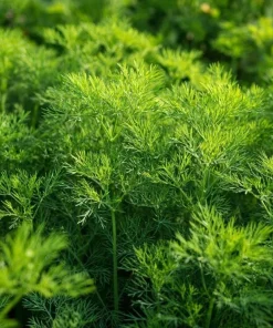 Organic Bouquet Dill Seeds – Anethum graveolens – 100 Seed Pack – Aromatic Culinary Herb - Image 1
