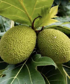 Organic Breadfruit Tree Live Plant - Artocarpus altilis Tropical Fruit - Image 3