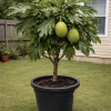 Organic Breadfruit Tree Live Plant - Artocarpus altilis Tropical Fruit - Image 1
