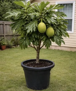 Organic Breadfruit Tree Live Plant - Artocarpus altilis Tropical Fruit - Image 1