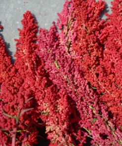 Organic Brilliant Rainbow Quinoa Seeds - Mixed Colors - 100 Seeds - Image 10