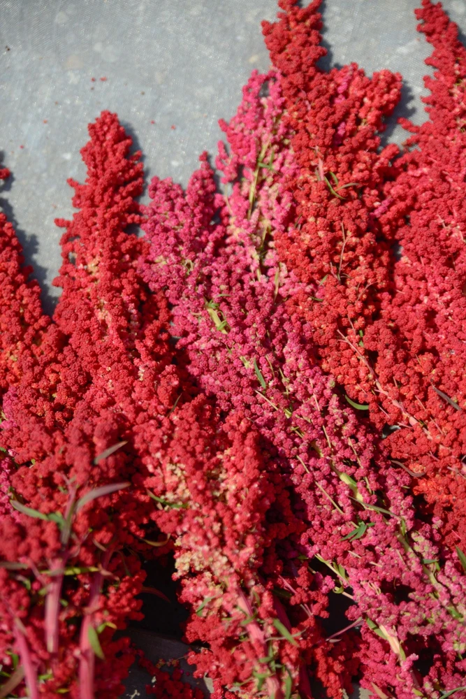 Organic Brilliant Rainbow Quinoa Seeds - Mixed Colors - 100 Seeds - Image 10