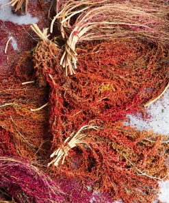 Organic Brilliant Rainbow Quinoa Seeds - Mixed Colors - 100 Seeds - Image 11