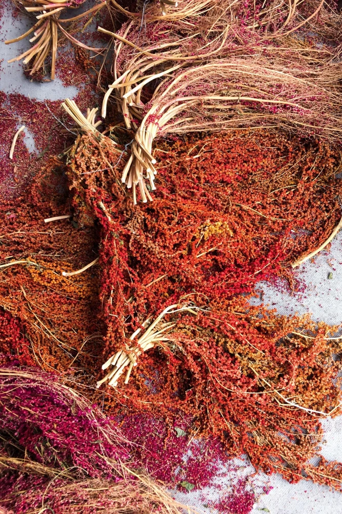 Organic Brilliant Rainbow Quinoa Seeds - Mixed Colors - 100 Seeds - Image 11