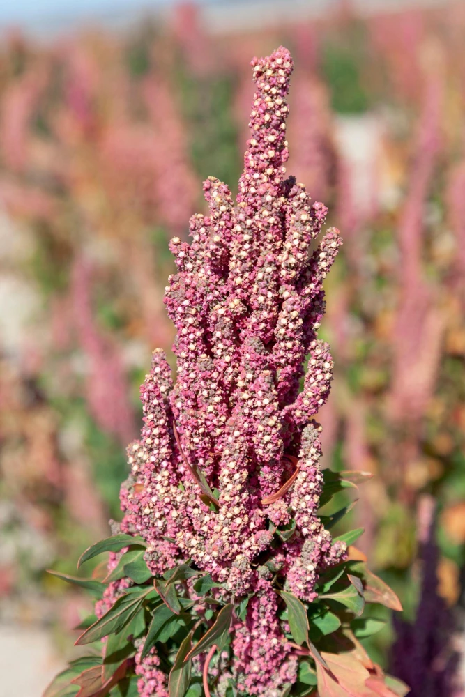 Organic Brilliant Rainbow Quinoa Seeds - Mixed Colors - 100 Seeds - Image 12