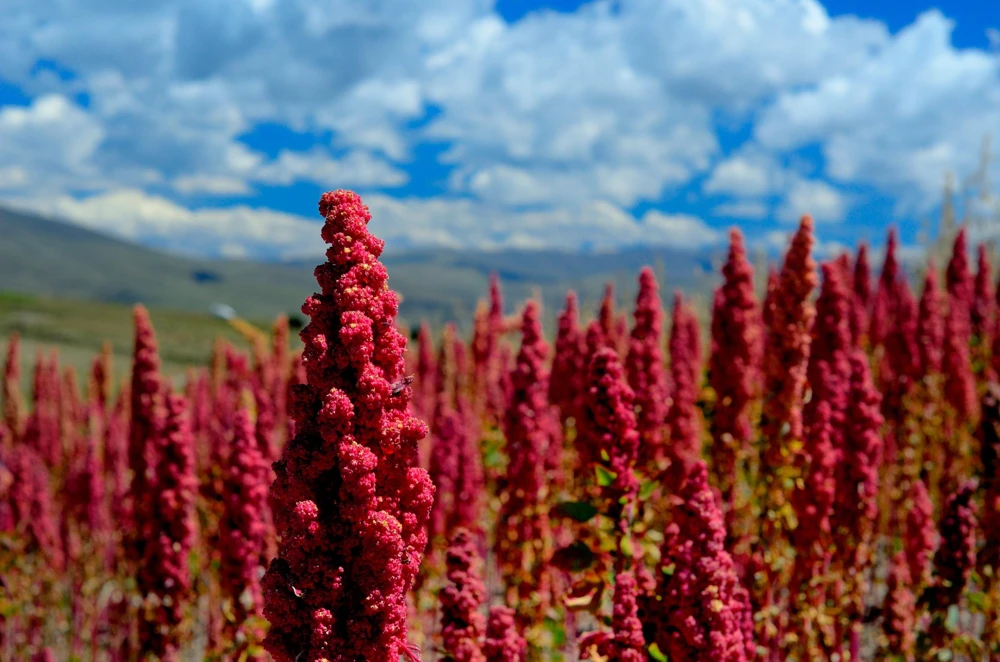 Organic Brilliant Rainbow Quinoa Seeds - Mixed Colors - 100 Seeds - Image 14