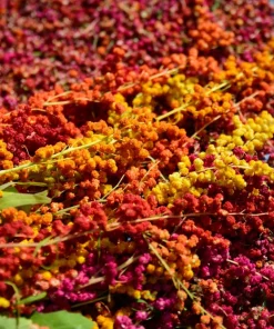 Organic Brilliant Rainbow Quinoa Seeds - Mixed Colors - 100 Seeds - Image 2