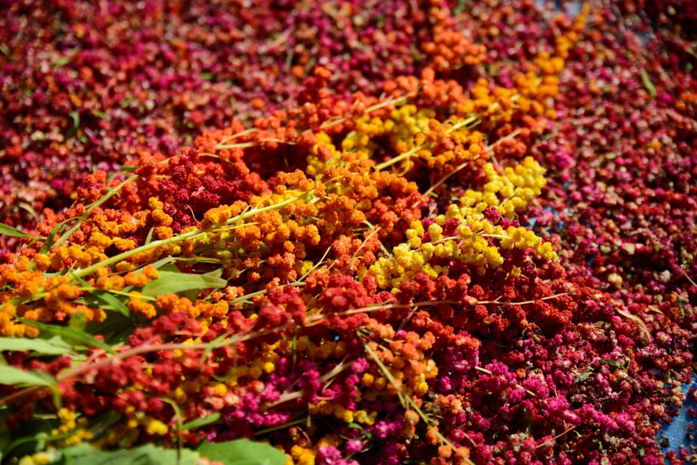Organic Brilliant Rainbow Quinoa Seeds - Mixed Colors - 100 Seeds - Image 2