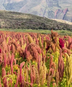 Organic Brilliant Rainbow Quinoa Seeds - Mixed Colors - 100 Seeds - Image 3