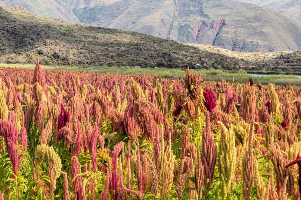 Organic Brilliant Rainbow Quinoa Seeds - Mixed Colors - 100 Seeds - Image 3