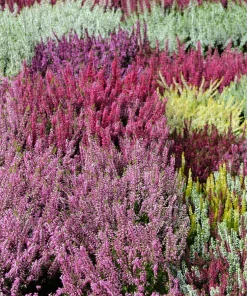 Organic Brilliant Rainbow Quinoa Seeds - Mixed Colors - 100 Seeds - Image 4