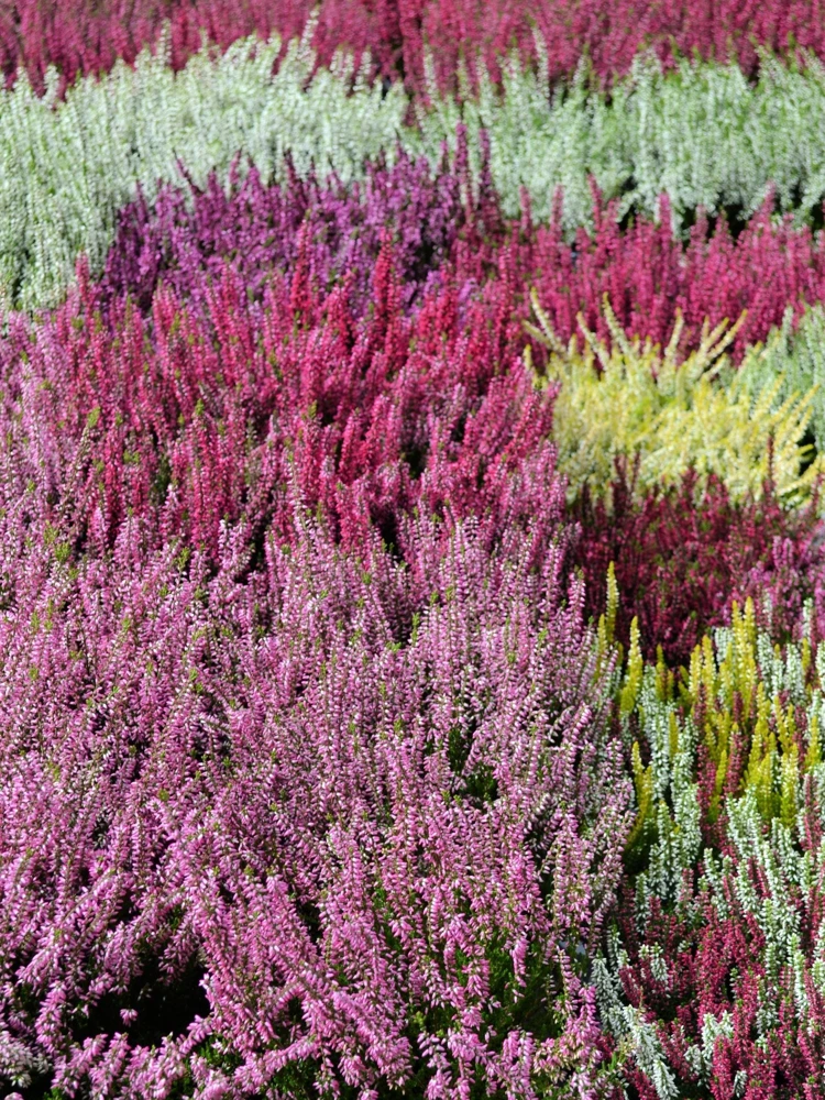 Organic Brilliant Rainbow Quinoa Seeds - Mixed Colors - 100 Seeds - Image 4