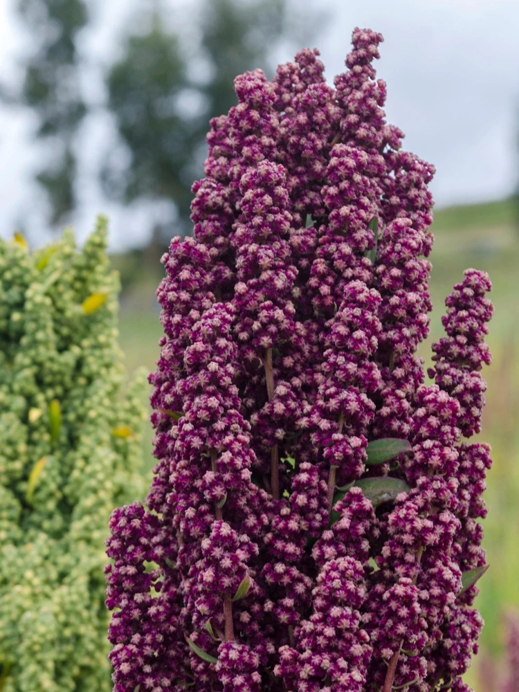 Organic Brilliant Rainbow Quinoa Seeds - Mixed Colors - 100 Seeds - Image 5