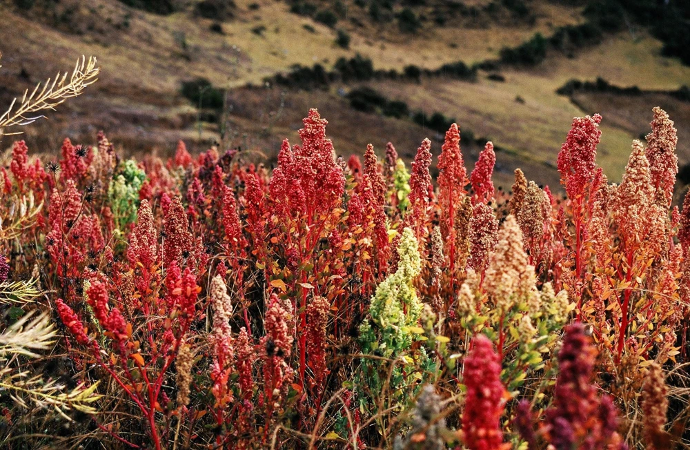 Organic Brilliant Rainbow Quinoa Seeds - Mixed Colors - 100 Seeds - Image 6