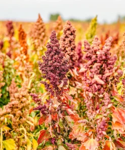 Organic Brilliant Rainbow Quinoa Seeds - Mixed Colors - 100 Seeds - Image 7