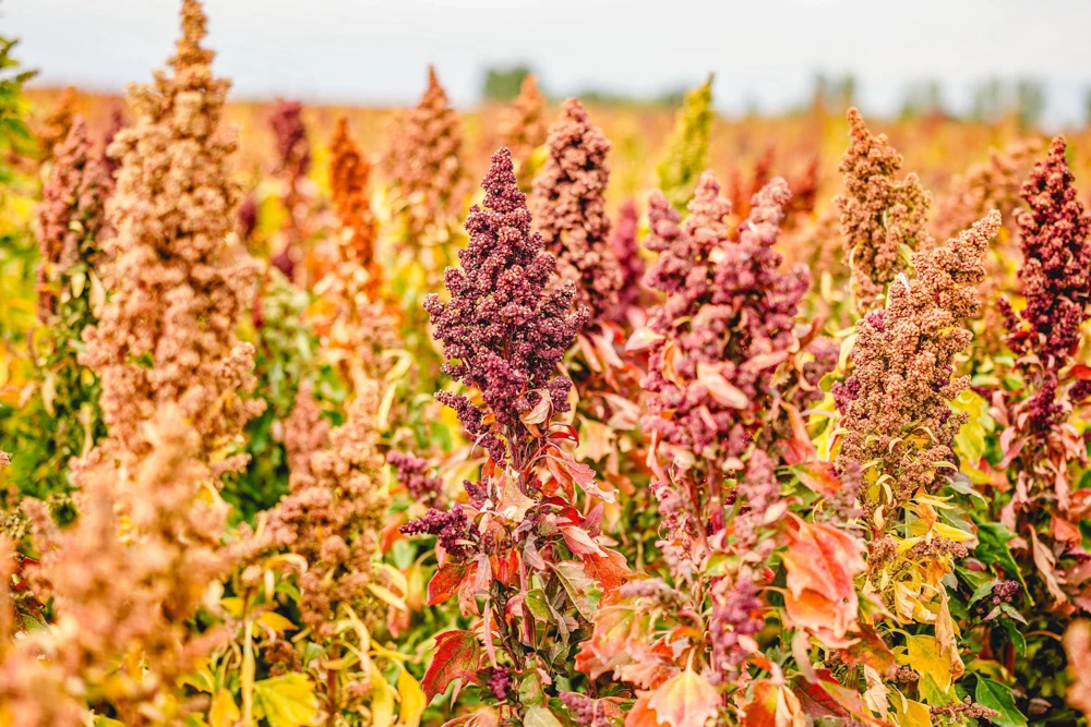 Organic Brilliant Rainbow Quinoa Seeds - Mixed Colors - 100 Seeds - Image 7
