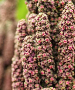 Organic Brilliant Rainbow Quinoa Seeds - Mixed Colors - 100 Seeds - Image 8