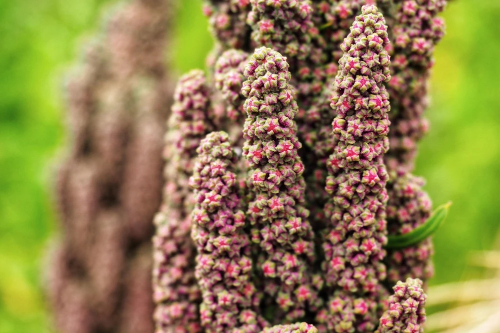 Organic Brilliant Rainbow Quinoa Seeds - Mixed Colors - 100 Seeds - Image 8