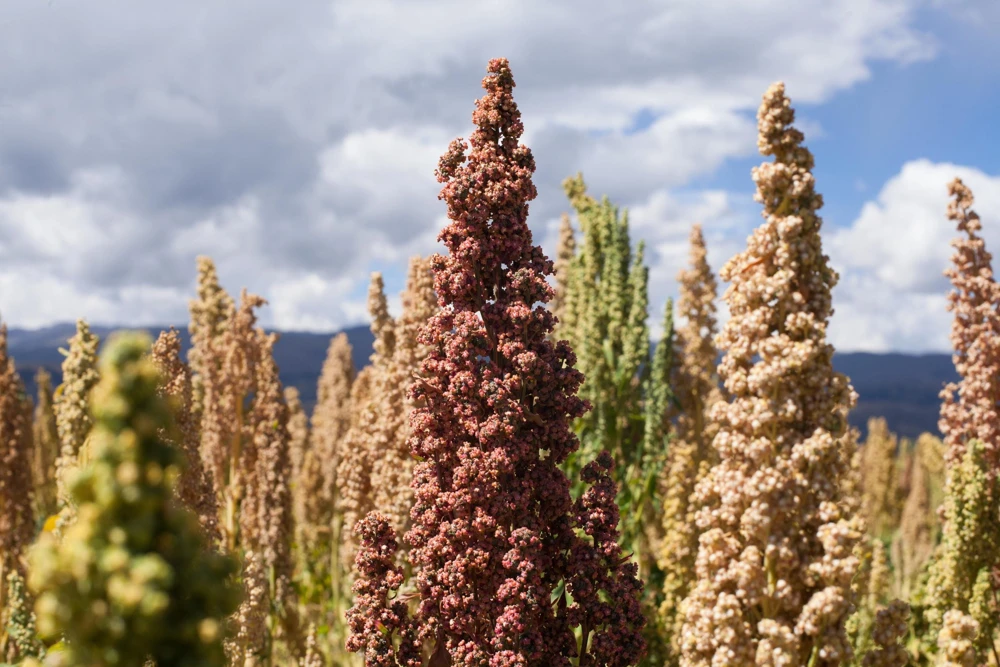 Organic Brilliant Rainbow Quinoa Seeds - Mixed Colors - 100 Seeds - Image 9