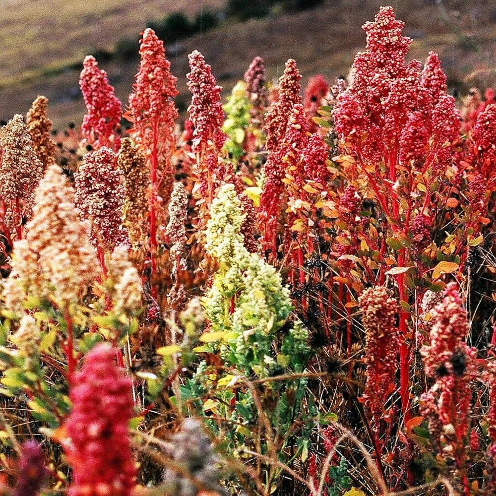 Organic Brilliant Rainbow Quinoa Seeds - Mixed Colors - 100 Seeds - Image 1