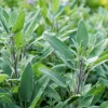 Organic Broadleaf Sage Seeds – 50 Seeds Aromatic Culinary Herb, Hardy Perennial - Image 1