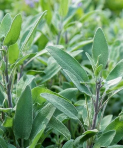 Organic Broadleaf Sage Seeds – 50 Seeds Aromatic Culinary Herb, Hardy Perennial - Image 1