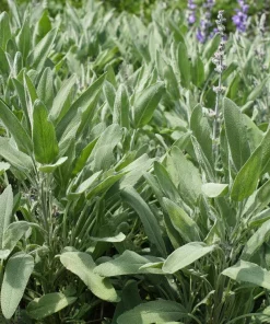 Organic Broadleaf Sage Seeds – 50 Seeds Aromatic Culinary Herb, Hardy Perennial - Image 5