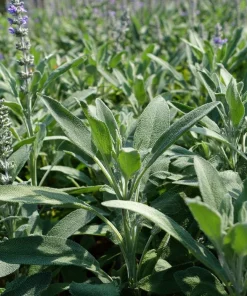 Organic Broadleaf Sage Seeds – 50 Seeds Aromatic Culinary Herb, Hardy Perennial - Image 6