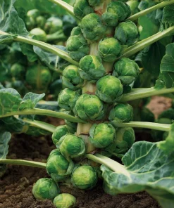Organic Brussels Sprouts Seeds – Heirloom Mini Cabbage – 50 Seeds – Easy Grow - Image 3