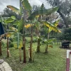 Organic Caribbean Plantain Tree Live Plant - Puerto Rican Cooking Banana - Image 1