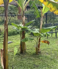 Organic Caribbean Plantain Tree Live Plant - Puerto Rican Cooking Banana - Image 2