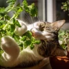 Organic Catnip Seeds - Nepeta cataria - 300 Seed Pack - Fragrant Herb for Cats & Pollinators - Image 1