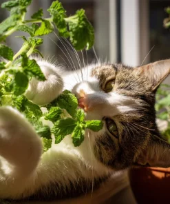 Organic Catnip Seeds - Nepeta cataria - 300 Seed Pack - Fragrant Herb for Cats & Pollinators - Image 1