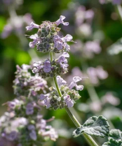 Organic Catnip Seeds - Nepeta cataria - 300 Seed Pack - Fragrant Herb for Cats & Pollinators - Image 2